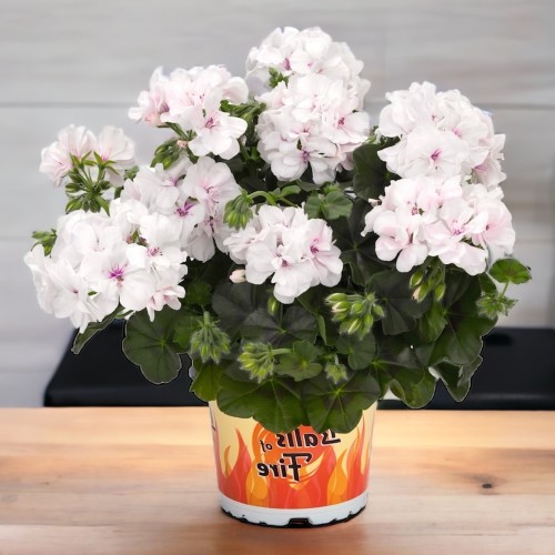 Pelargonium 'Great Balls of Fire White' - Pelargoon 'Great Balls of Fire White' P9/0,55L